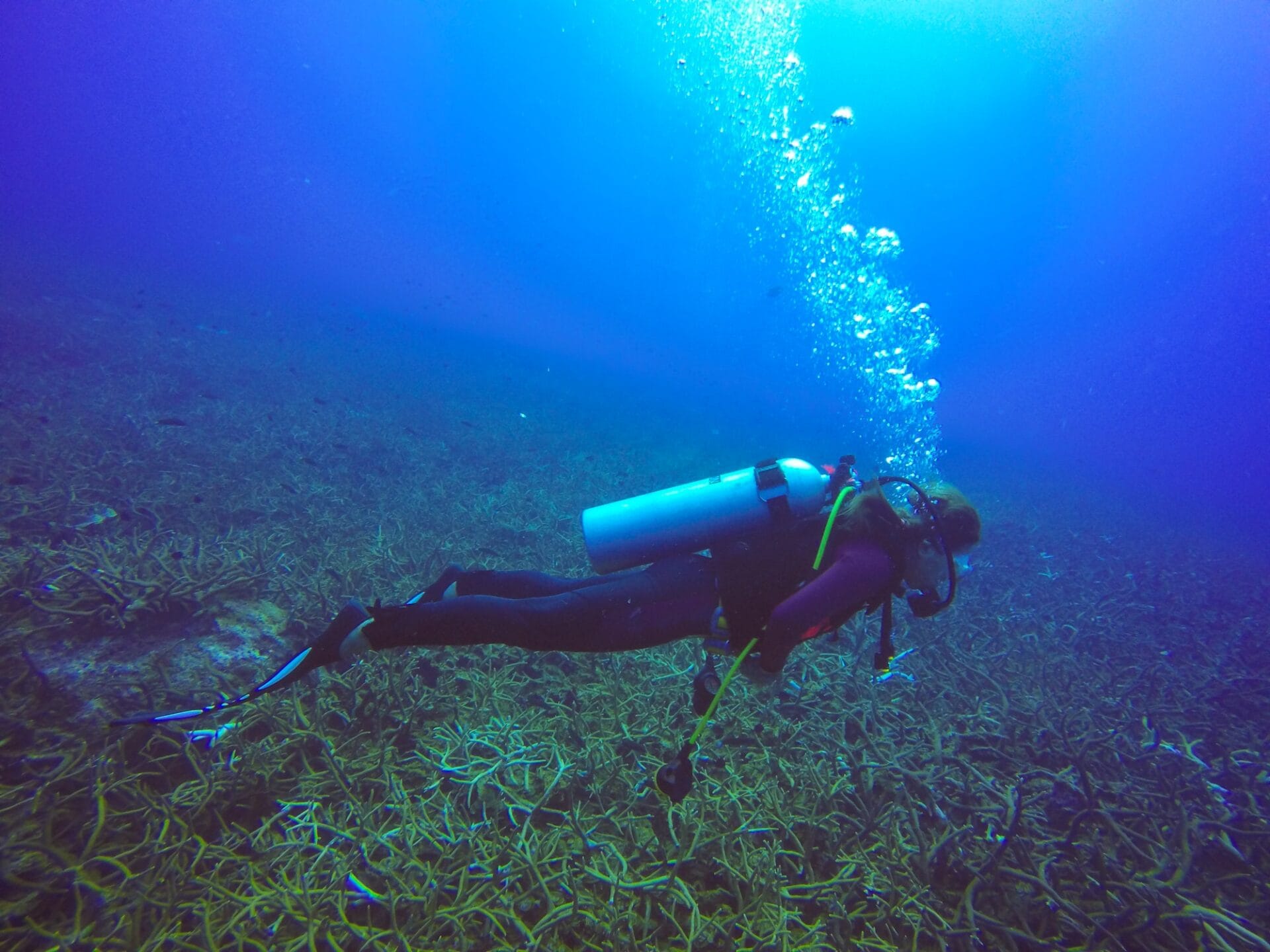 Penyelam scuba menjelajahi laut biru