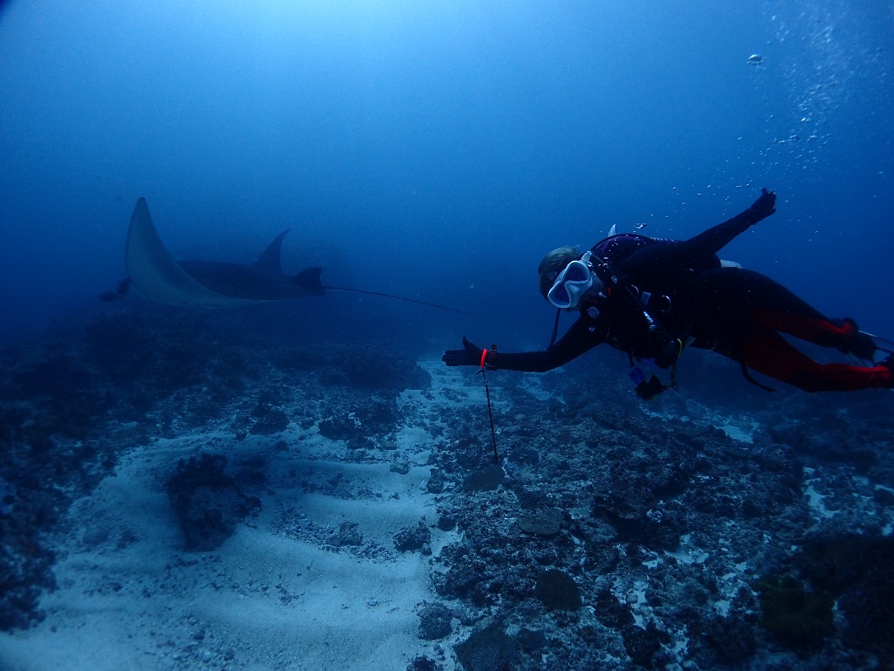 9 Best Dive Sites in Bali in 2024 Scuba Diving in Bali Fun Diving