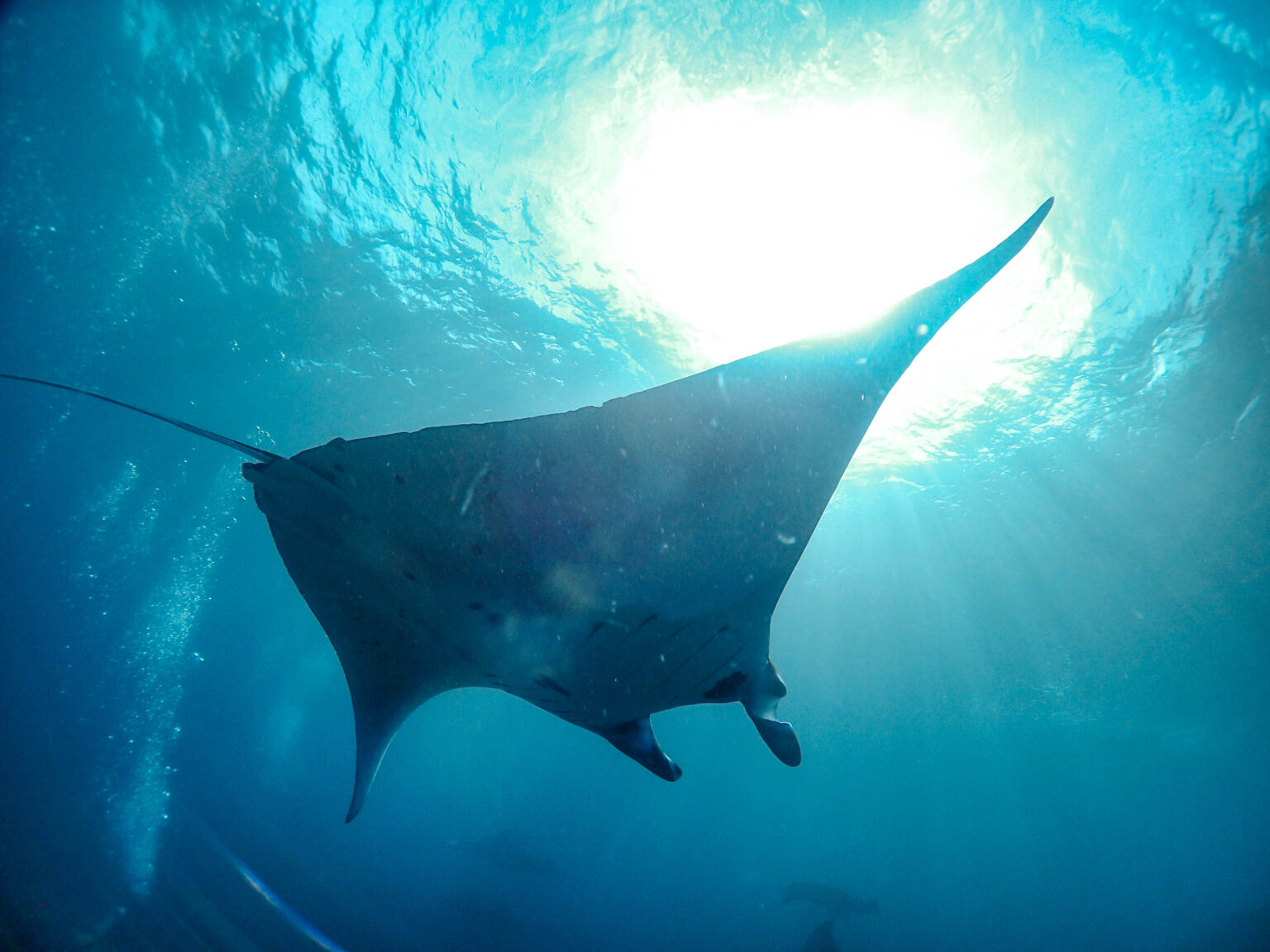 Bali Diving with Manta Rays, Sharks, and the Mola Mola 2026