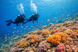 Scuba diving in Amed Bali exploring colorful coral reefs with Planet Bali Dive, Scuba Diving in Amed Scuba diving in Amed Bali exploring colorful coral reefs with Planet Bali Dive, Scuba Diving in Amed