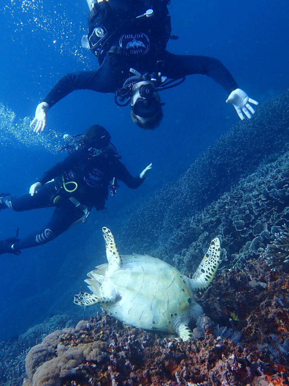 Scuba Diving in Bali, Visit Diving Destinations in Bali, Scuba Diving Course bali, Padang Bai FUN Dive Trip, Course Scuba in Bali