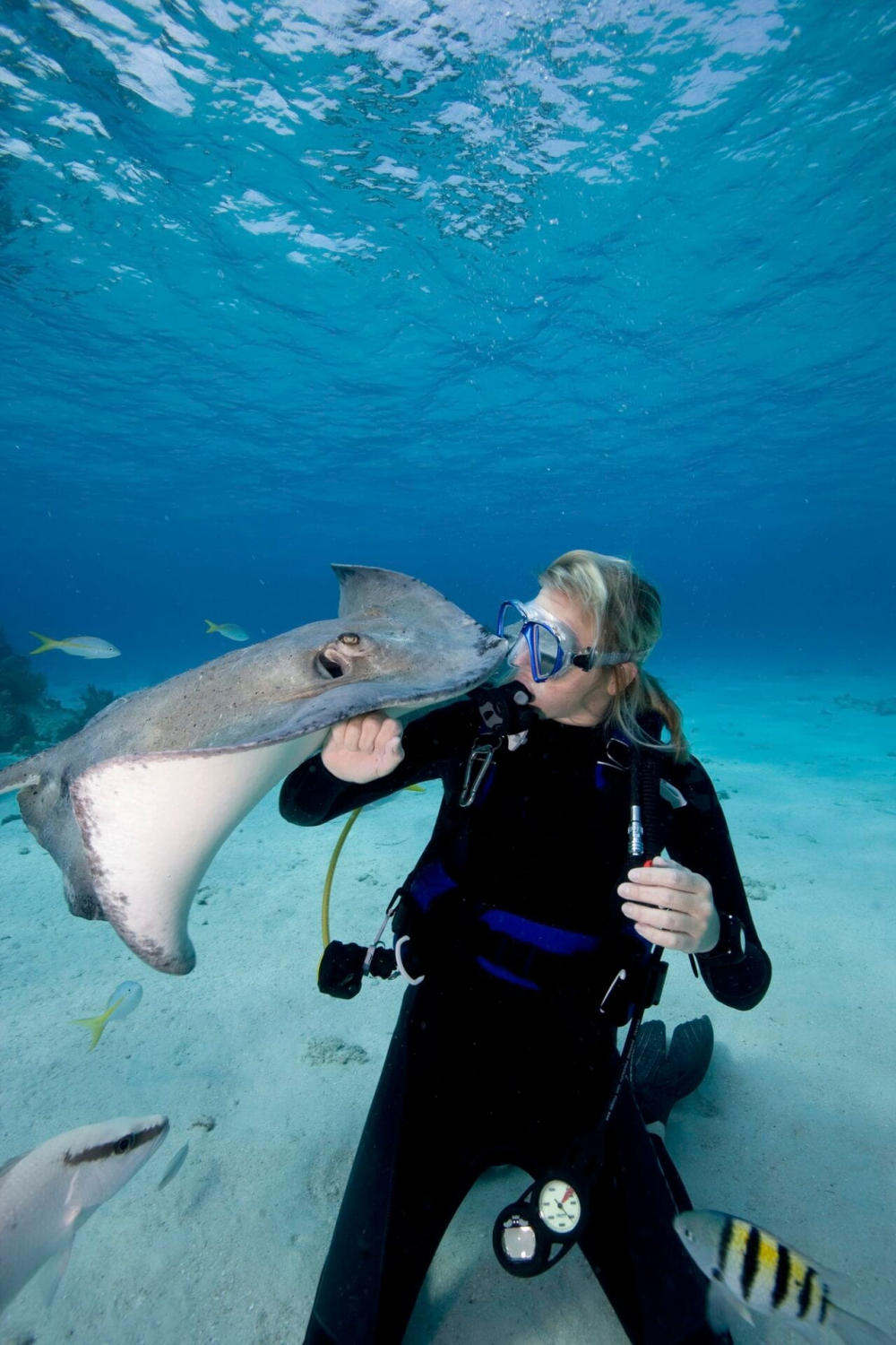 scuba-diver-interacts-with-southern-stingrays-dasyatis-americana-.jpg