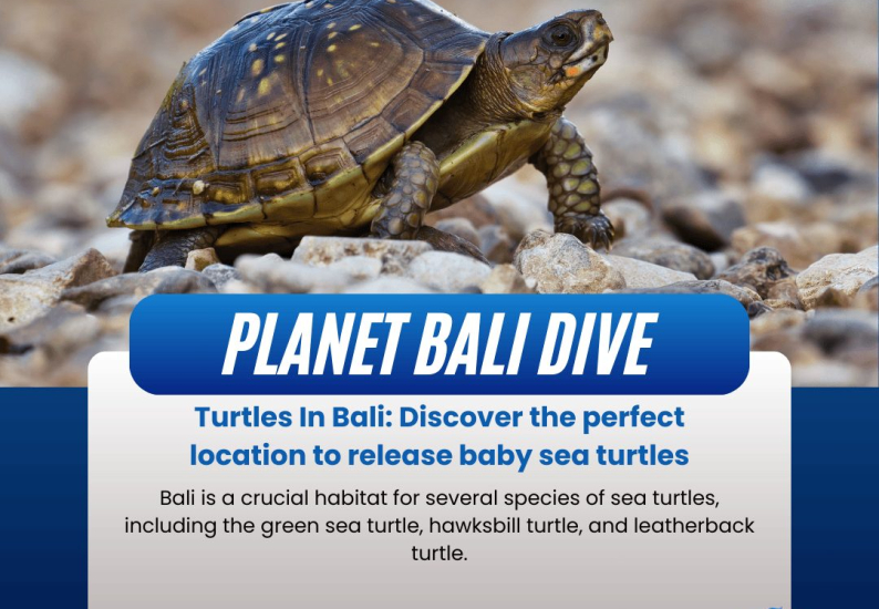 turtle in bali